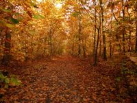 Hund wandern Herbsterlebnis Dalheimer Wald